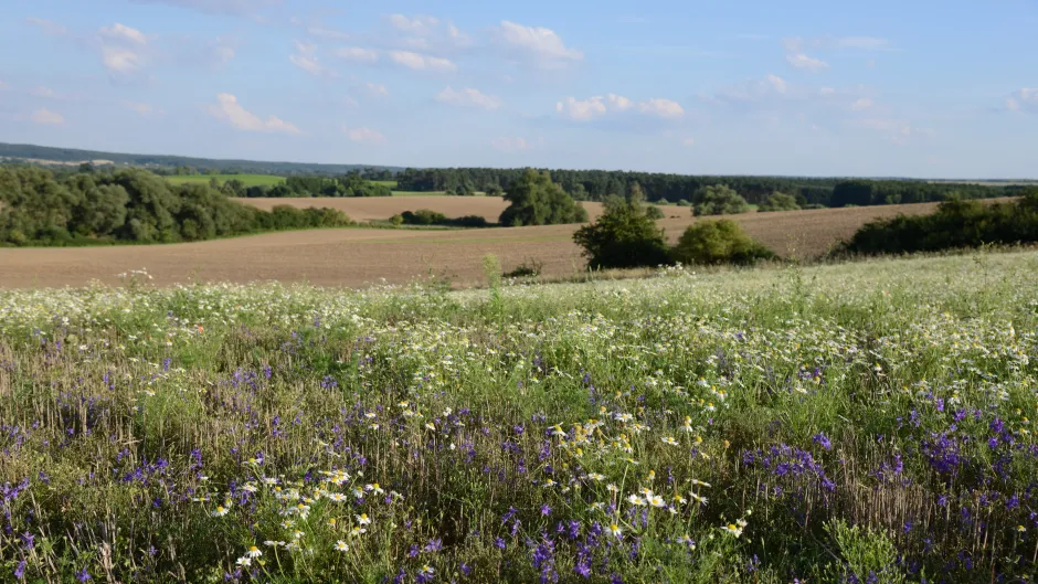 Ackerbrache in Münchehofe oder Ackerbrache in Fergitzer Tanger